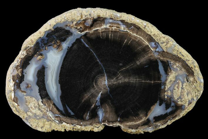 Petrified Wood (Schinoxylon) Slab - Blue Forest, Wyoming #141304